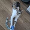 Bernadette liebes Katzenmädel sucht ihren Kuschelplatz