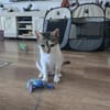 Bernadette liebes Katzenmädel sucht ihren Kuschelplatz