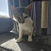 Bernadette liebes Katzenmädel sucht ihren Kuschelplatz