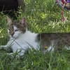 Bernadette liebes Katzenmädel sucht ihren Kuschelplatz