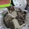 Bernadette liebes Katzenmädel sucht ihren Kuschelplatz