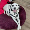 KIRA sucht dringend ein Zuhause