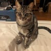 Nala