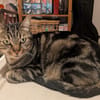 Nala