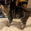 Nala