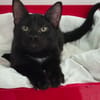 AIKO ( En cours d'adoption )
