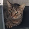 JIMMY ( En cours d'adoption )
