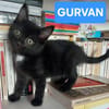 GURVAN À ADOPTER AVEC UN CHAT DÉJÀ PRÉSENT CHEZ VOUS