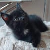 GURVAN À ADOPTER AVEC UN CHAT DÉJÀ PRÉSENT CHEZ VOUS