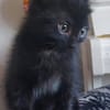 GURVAN À ADOPTER AVEC UN CHAT DÉJÀ PRÉSENT CHEZ VOUS