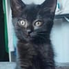 BLEIZ À ADOPTER AVEC UN CHAT DÉJÀ PRÉSENT CHEZ VOUS