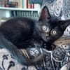 BLEIZ À ADOPTER AVEC UN CHAT DÉJÀ PRÉSENT CHEZ VOUS