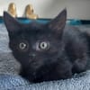 BLEIZ À ADOPTER AVEC UN CHAT DÉJÀ PRÉSENT CHEZ VOUS