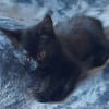 BLEIZ À ADOPTER AVEC UN CHAT DÉJÀ PRÉSENT CHEZ VOUS