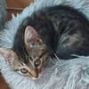 STERENN À ADOPTER AVEC UN CHAT DÉJÀ PRÉSENT CHEZ VOUS