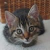 STERENN À ADOPTER AVEC UN CHAT DÉJÀ PRÉSENT CHEZ VOUS