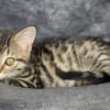 STERENN À ADOPTER AVEC UN CHAT DÉJÀ PRÉSENT CHEZ VOUS