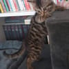 STERENN À ADOPTER AVEC UN CHAT DÉJÀ PRÉSENT CHEZ VOUS