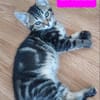 ERELL À ADOPTER AVEC UN CHAT DÉJÀ PRÉSENT CHEZ VOUS