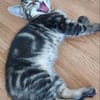 ERELL À ADOPTER AVEC UN CHAT DÉJÀ PRÉSENT CHEZ VOUS