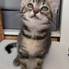ERELL À ADOPTER AVEC UN CHAT DÉJÀ PRÉSENT CHEZ VOUS