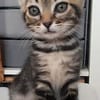 ERELL À ADOPTER AVEC UN CHAT DÉJÀ PRÉSENT CHEZ VOUS
