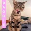 BAGGIE