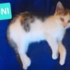 LOUNI À ADOPTER AVEC UN CHAT DÉJÀ PRÉSENT CHEZ VOUS