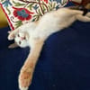 LOUNI À ADOPTER AVEC UN CHAT DÉJÀ PRÉSENT CHEZ VOUS