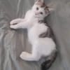LOUNI À ADOPTER AVEC UN CHAT DÉJÀ PRÉSENT CHEZ VOUS