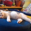 LOUNI À ADOPTER AVEC UN CHAT DÉJÀ PRÉSENT CHEZ VOUS