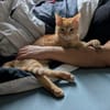 TCHOUTCHOU À ADOPTET AVEC UN CHAT DÉJÀ PRÉSENT CHEZ VOUS