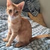 TCHOUTCHOU À ADOPTET AVEC UN CHAT DÉJÀ PRÉSENT CHEZ VOUS
