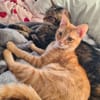 TCHOUTCHOU À ADOPTET AVEC UN CHAT DÉJÀ PRÉSENT CHEZ VOUS