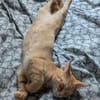 TCHOUTCHOU À ADOPTET AVEC UN CHAT DÉJÀ PRÉSENT CHEZ VOUS