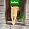 ARSENE
