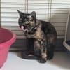 BISCOTTE