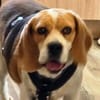 Hundedame TESSA
