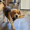 Hundedame TESSA