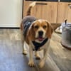 Hundedame TESSA