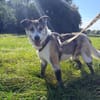 SMARTIE * freundlicher Spazierhund