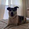 SMARTIE * freundlicher Spazierhund