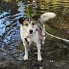 SMARTIE * freundlicher Spazierhund