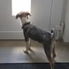 COOPER - schau mir in die Augen Kleines und ich bin Dein!