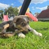 COOPER - schau mir in die Augen Kleines und ich bin Dein!