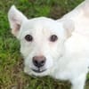 Hundekind BRITA