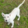 Hundekind BRITA