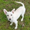 Hundekind BRITA