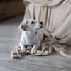 Lady kleine Hündin bittet um Hilfe.....
