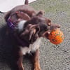 Celia1, verspielt, sucht Familie für immer - NEUIGKEITEN!!!